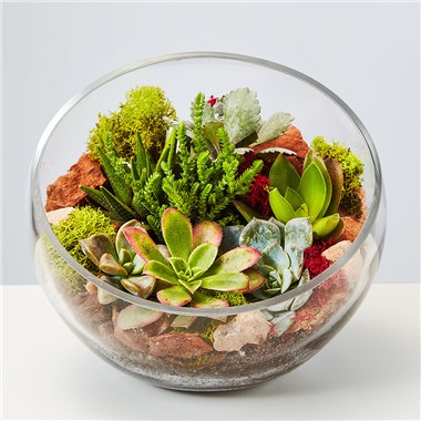 Succulent Terrarium